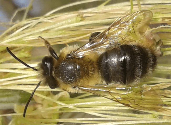 Apidae : Andrena sp.?